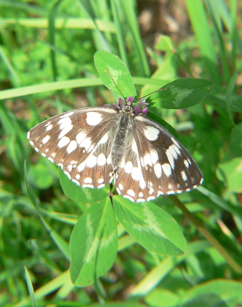 Melarangia galathea ?